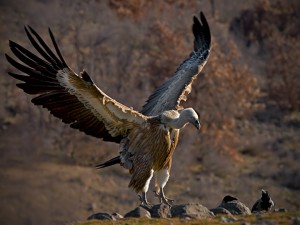 vulture